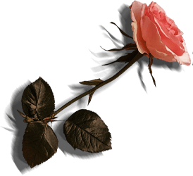 rosa